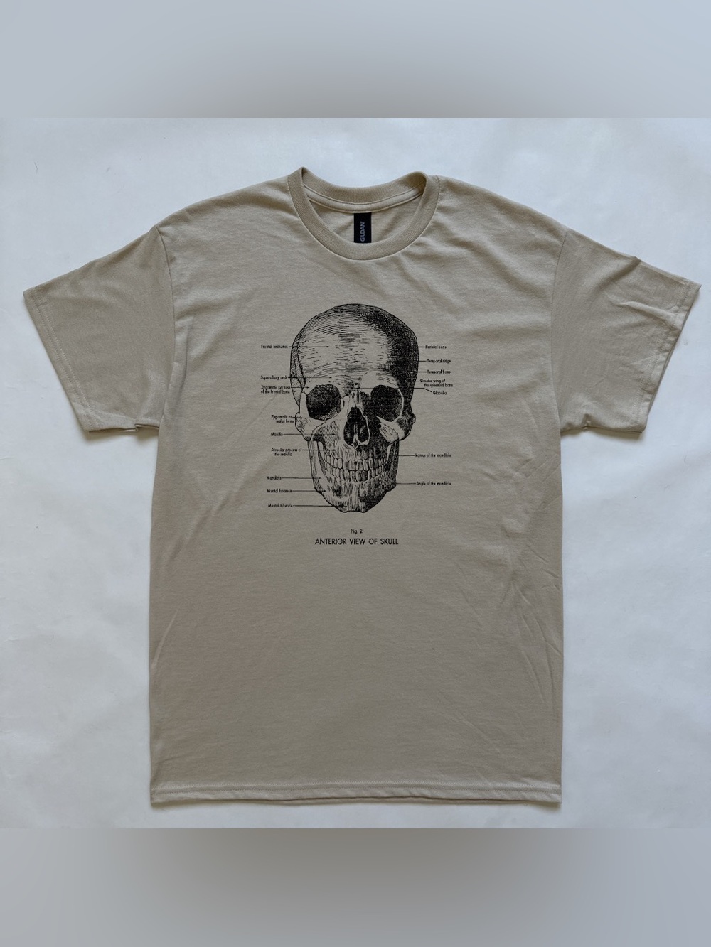 Anterior view of skull tee Anatomy medical figure diagram sketch graphic T-Shirt